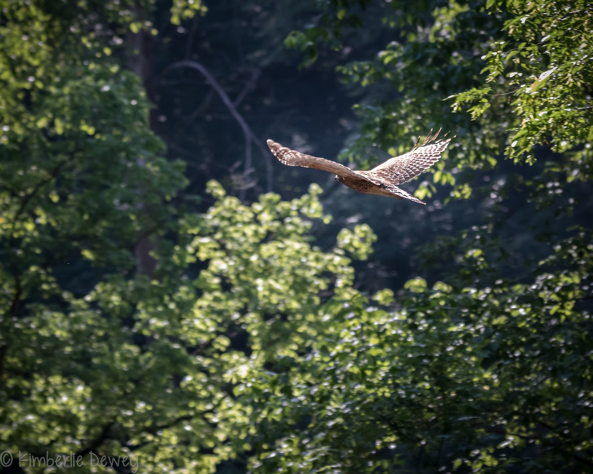 Red-shouldered Hawk - ML161242071