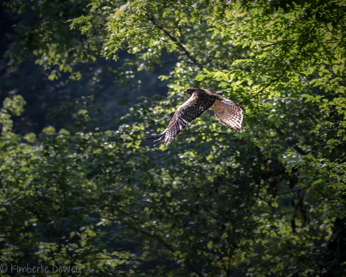 Red-shouldered Hawk - ML161242081