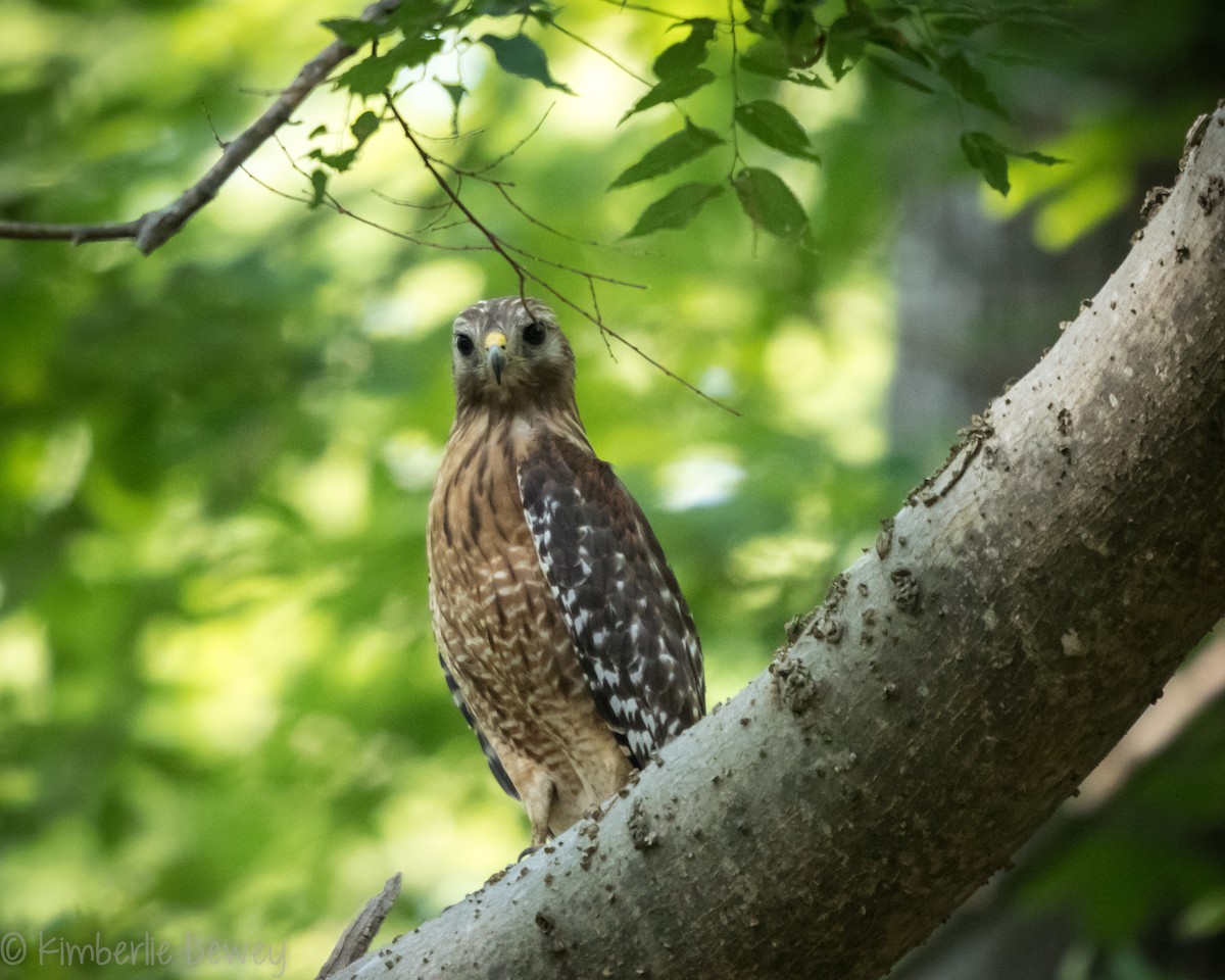 Red-shouldered Hawk - ML161242151