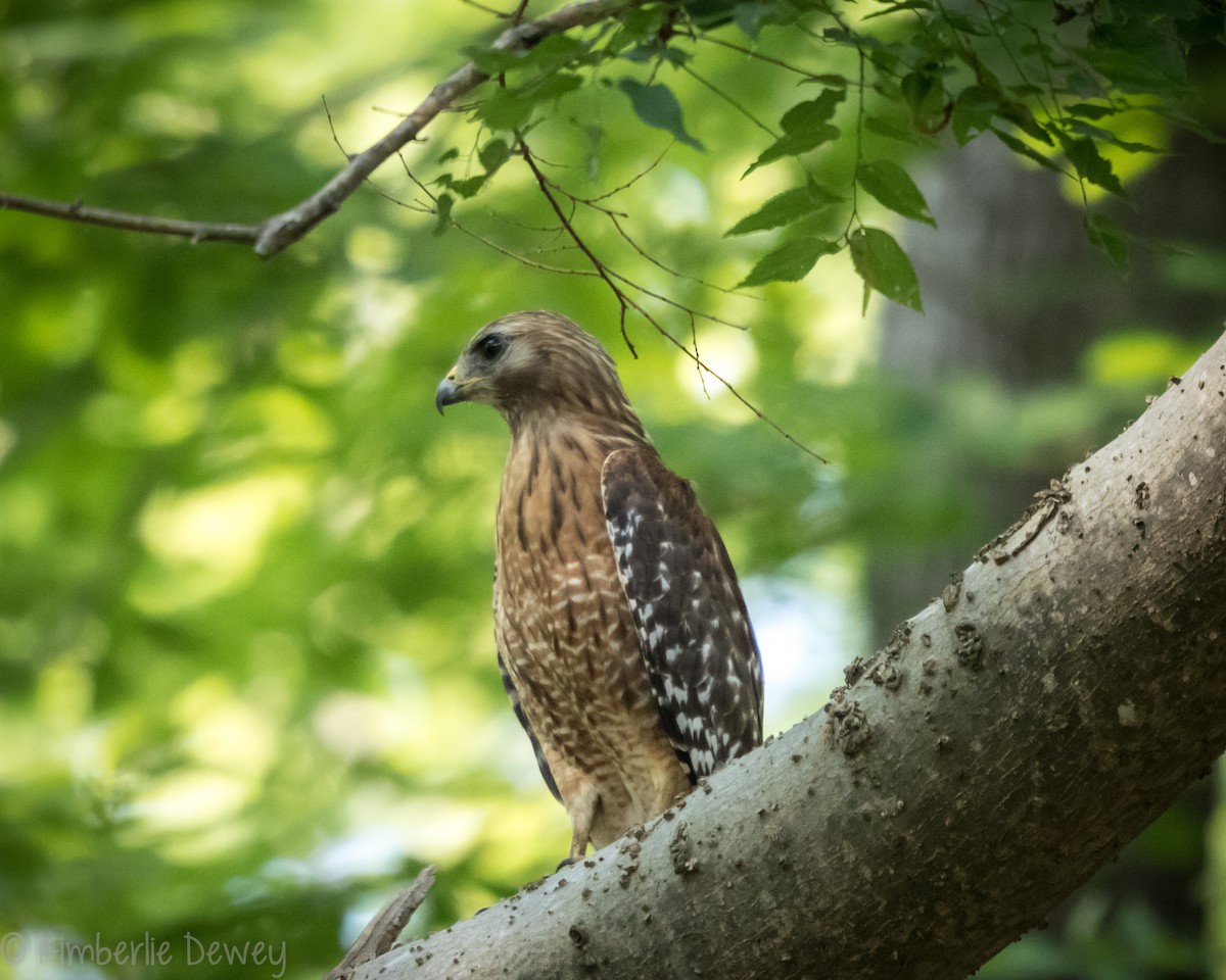 Red-shouldered Hawk - ML161242201