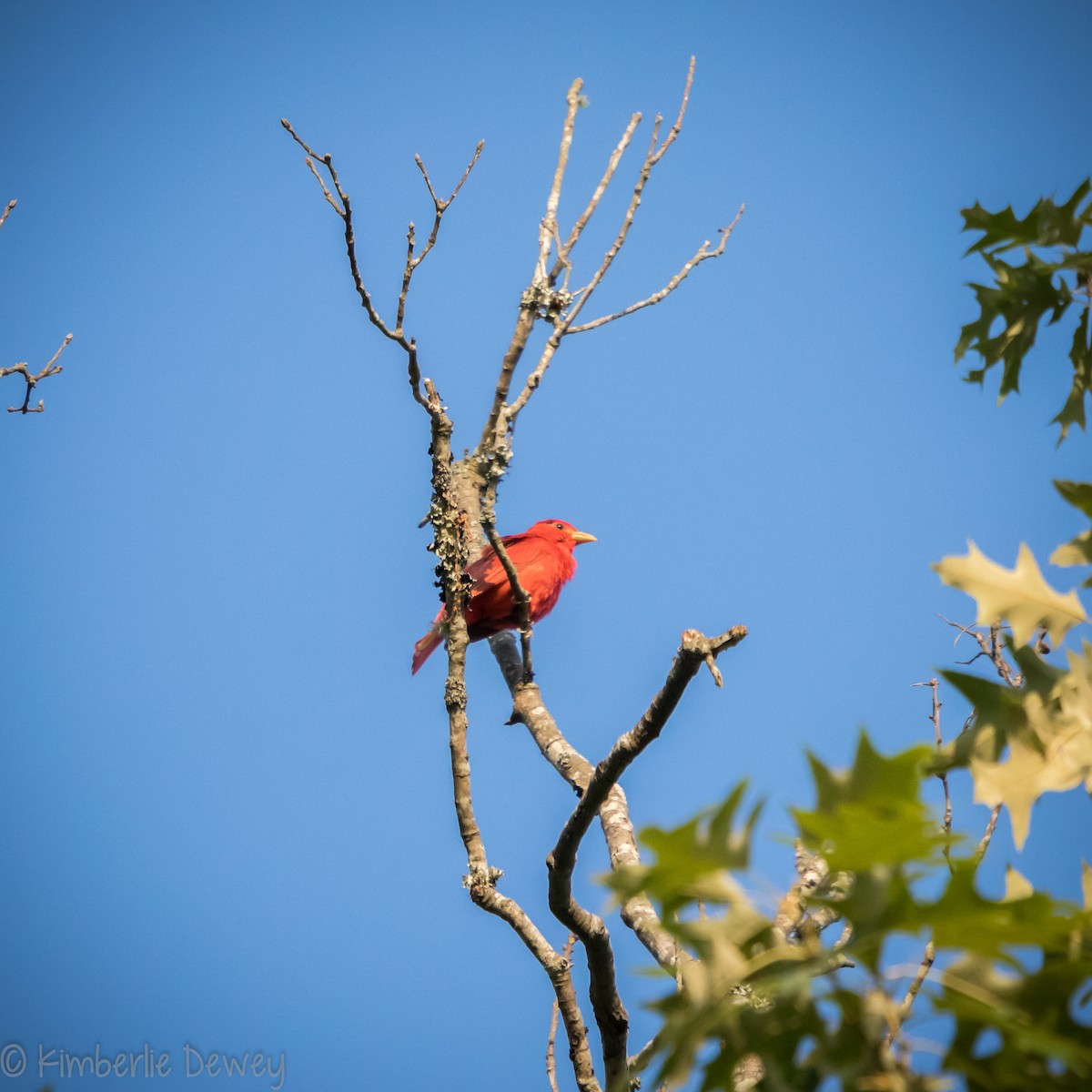 Summer Tanager - ML161242291
