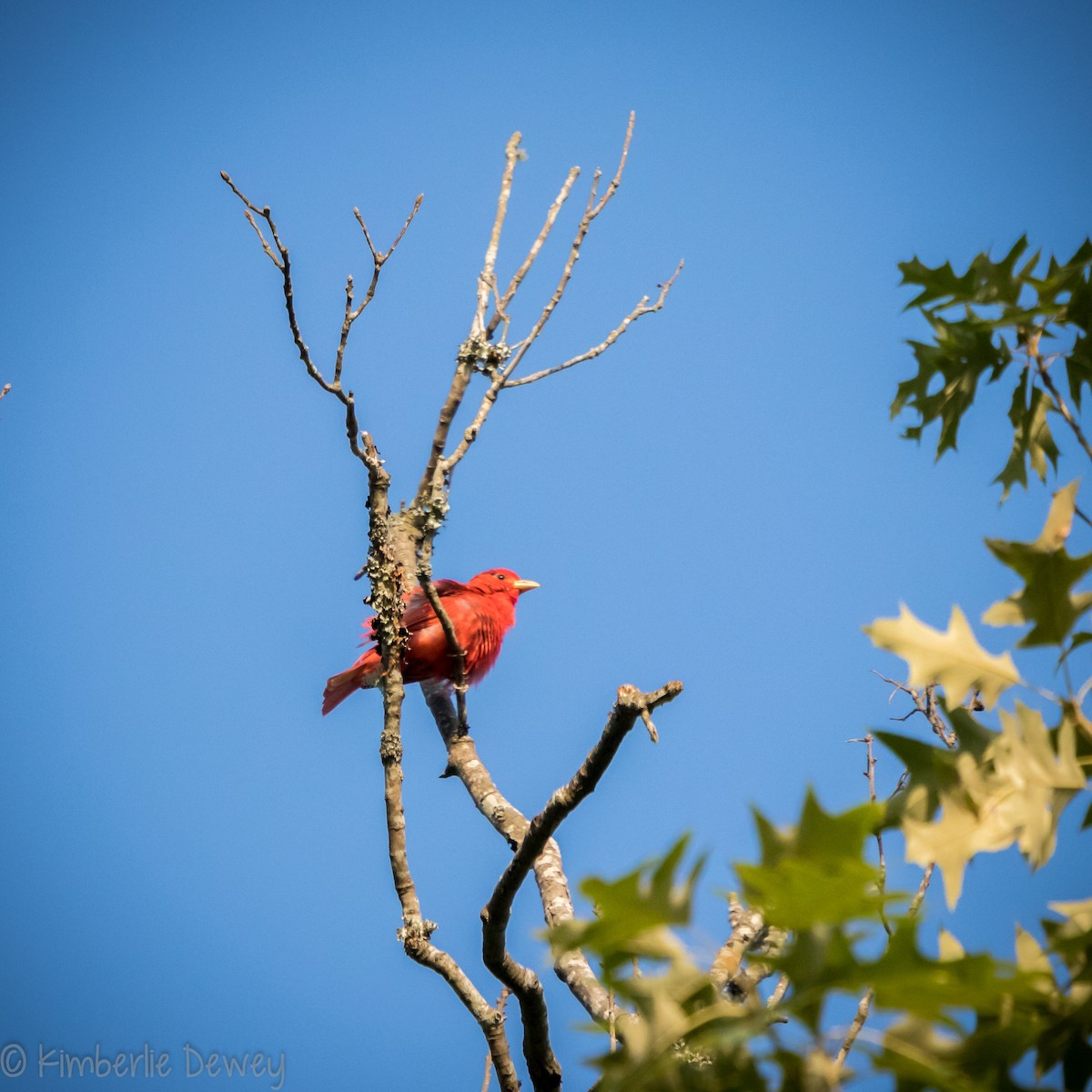 Summer Tanager - ML161242321