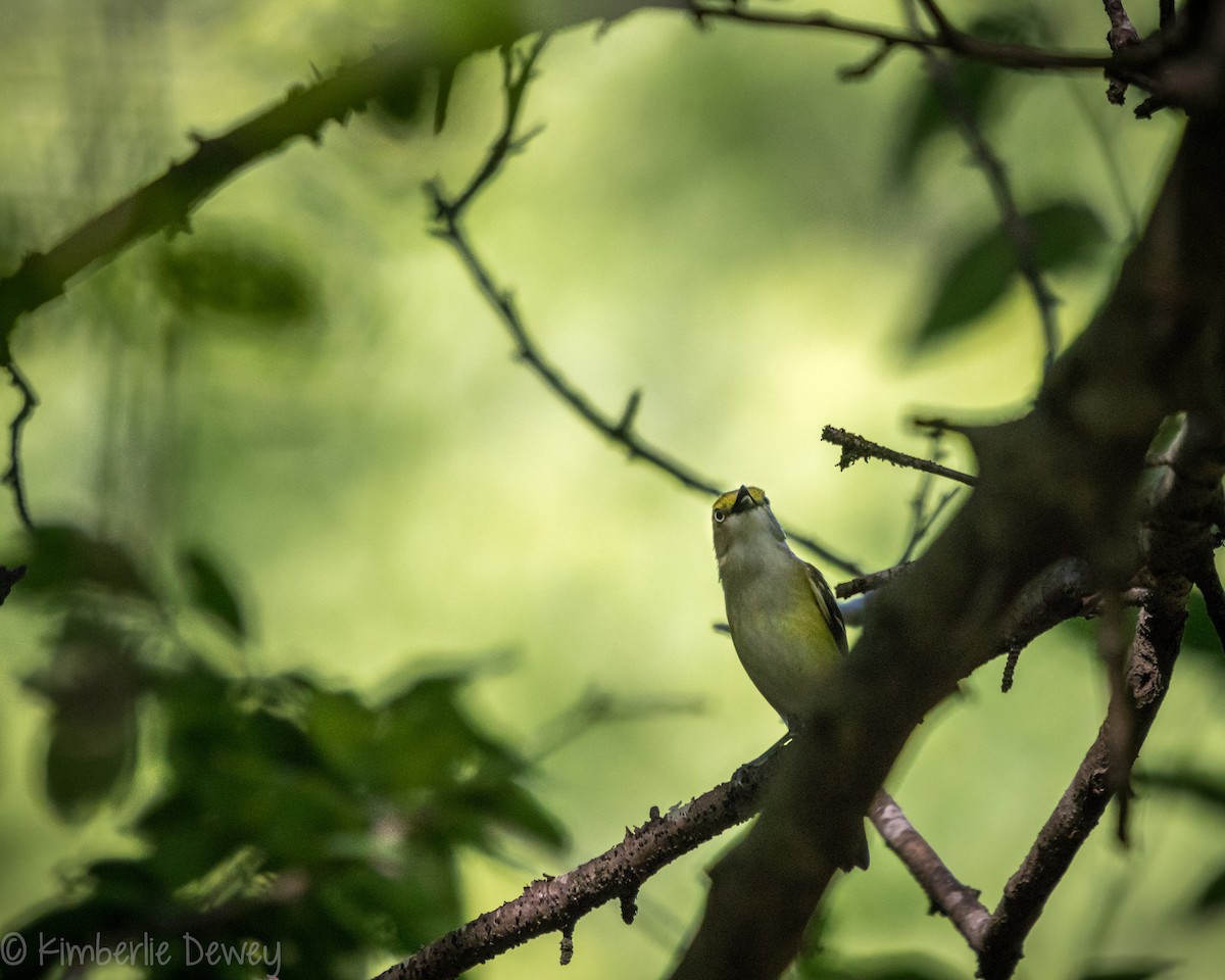 Weißaugenvireo - ML161242481