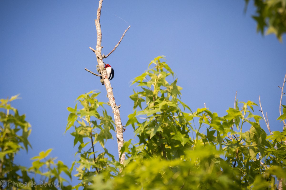 Red-headed Woodpecker - ML161242561