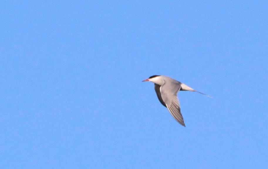Common Tern - ML161242911