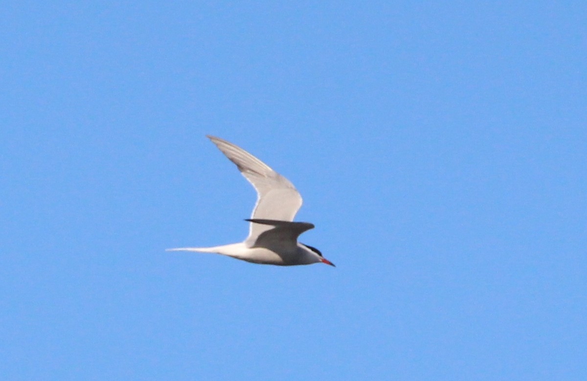 Common Tern - ML161242931