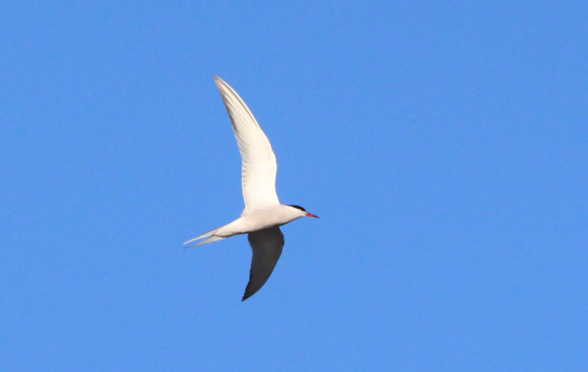Common Tern - ML161242941