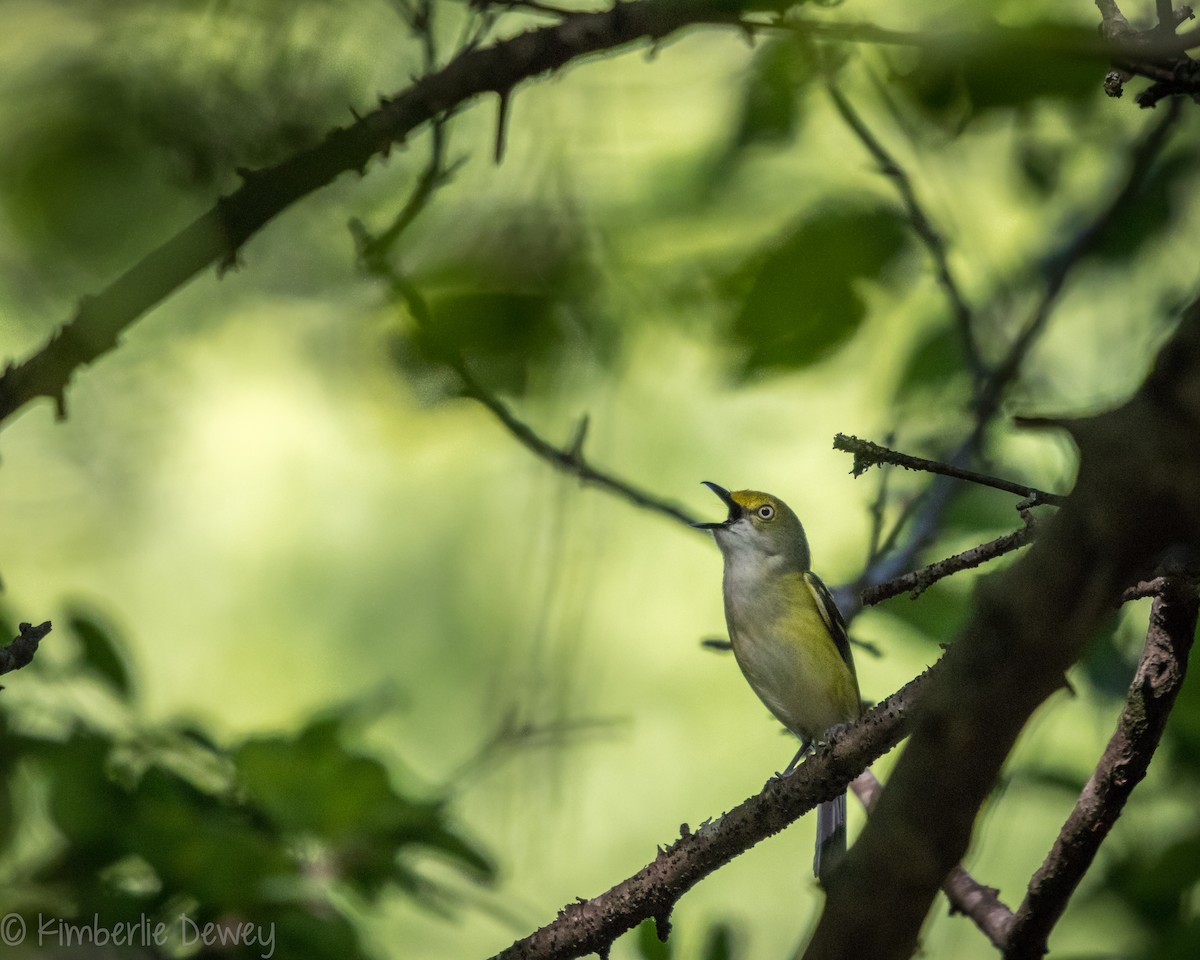 White-eyed Vireo - ML161243101