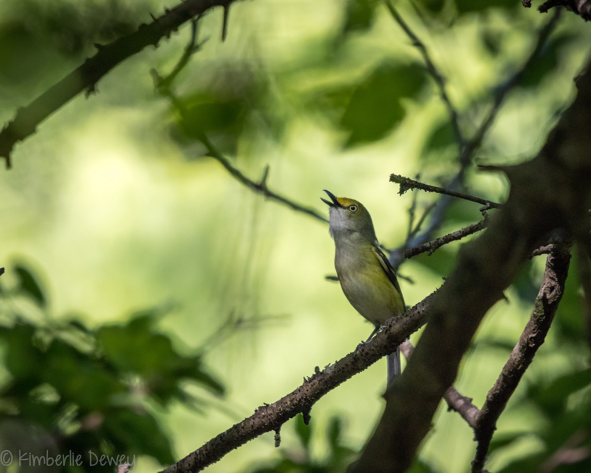 White-eyed Vireo - ML161243111