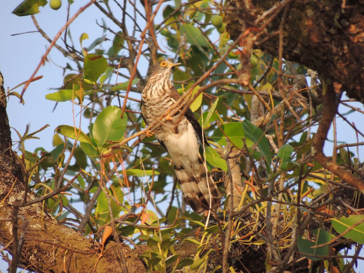 Large Hawk-Cuckoo - ML161244191