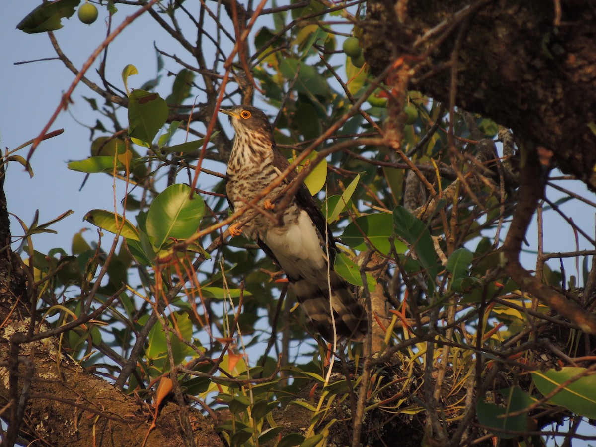 Large Hawk-Cuckoo - ML161244211