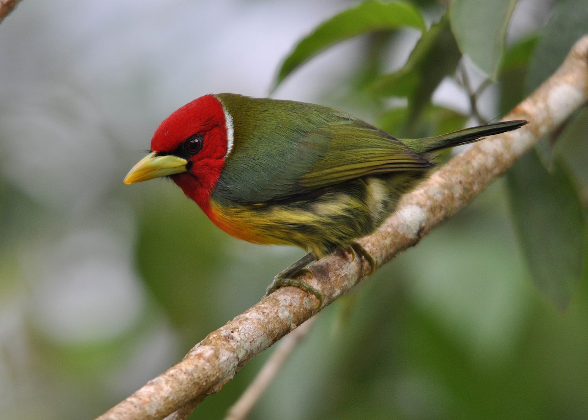 Red-headed Barbet - ML161244711