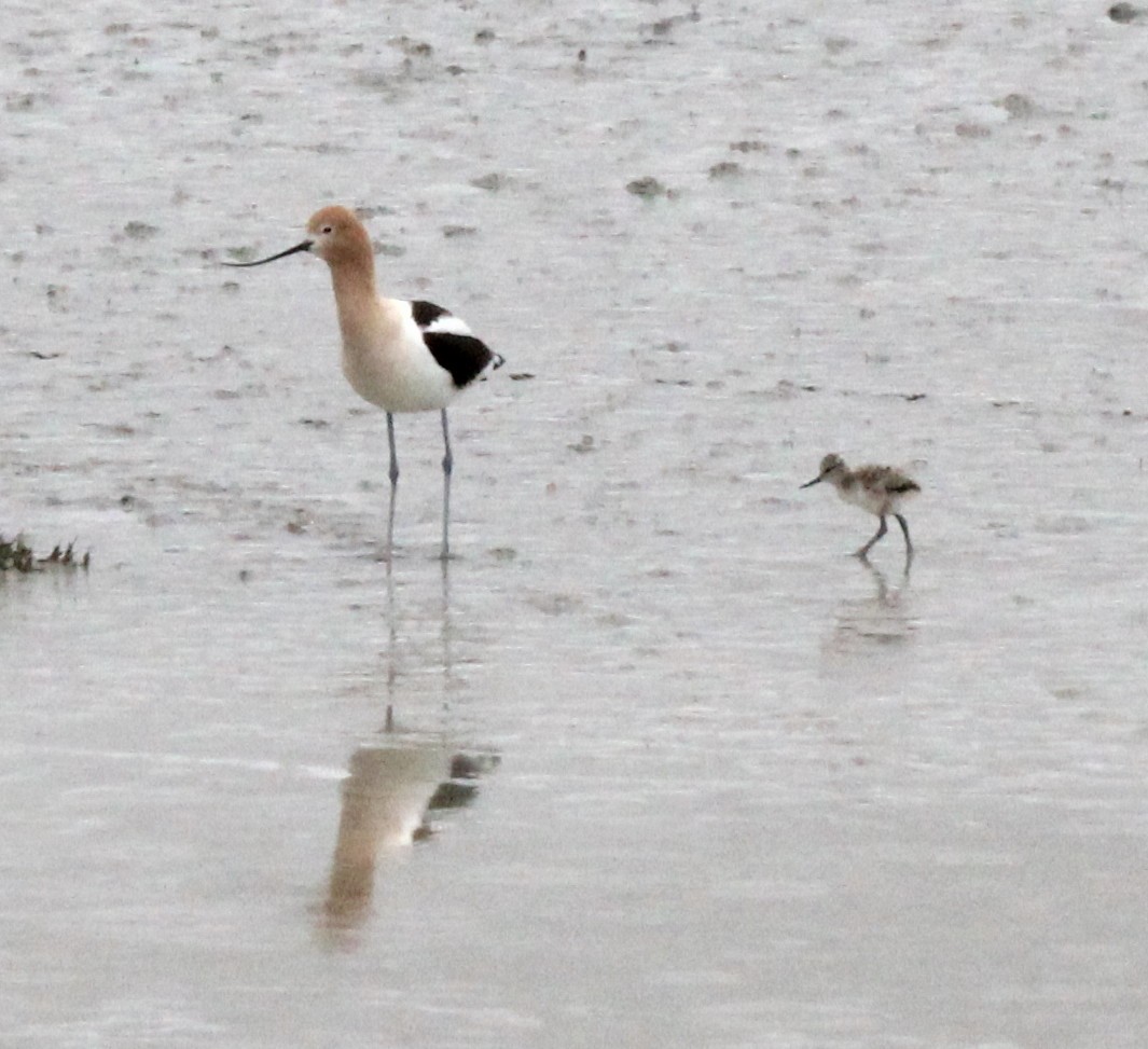 American Avocet - ML161245421