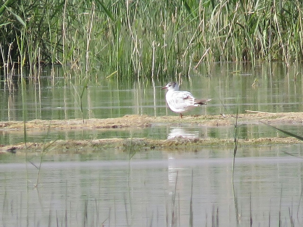 Black-headed Gull - Ashkan Shirvani