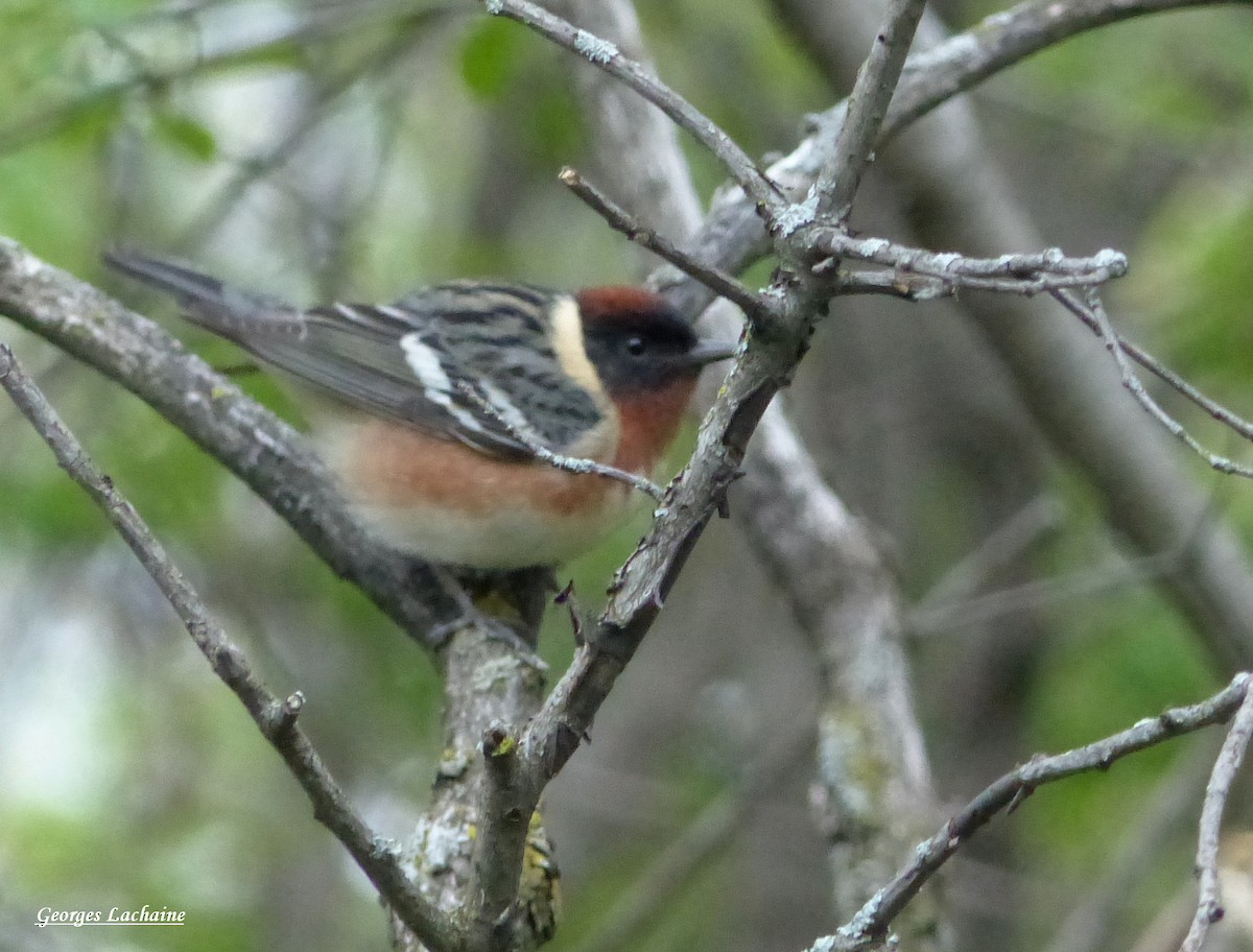 Bay-breasted Warbler - ML161248221