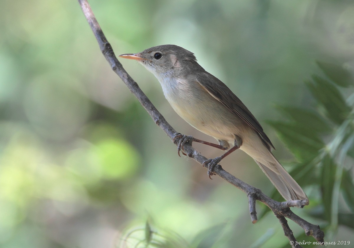 Western Olivaceous Warbler - ML161248241