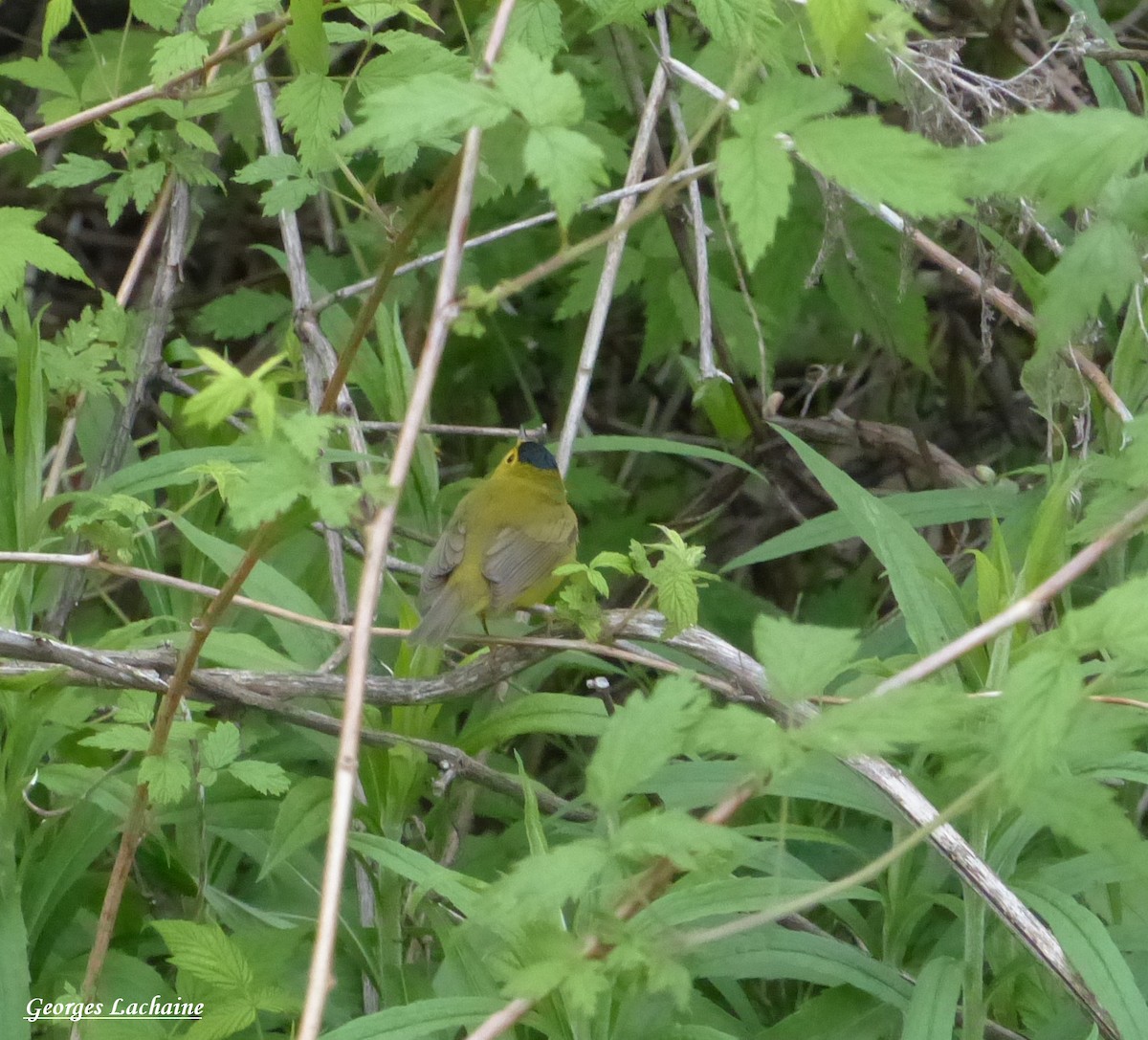 Wilson's Warbler - Georges Lachaîne