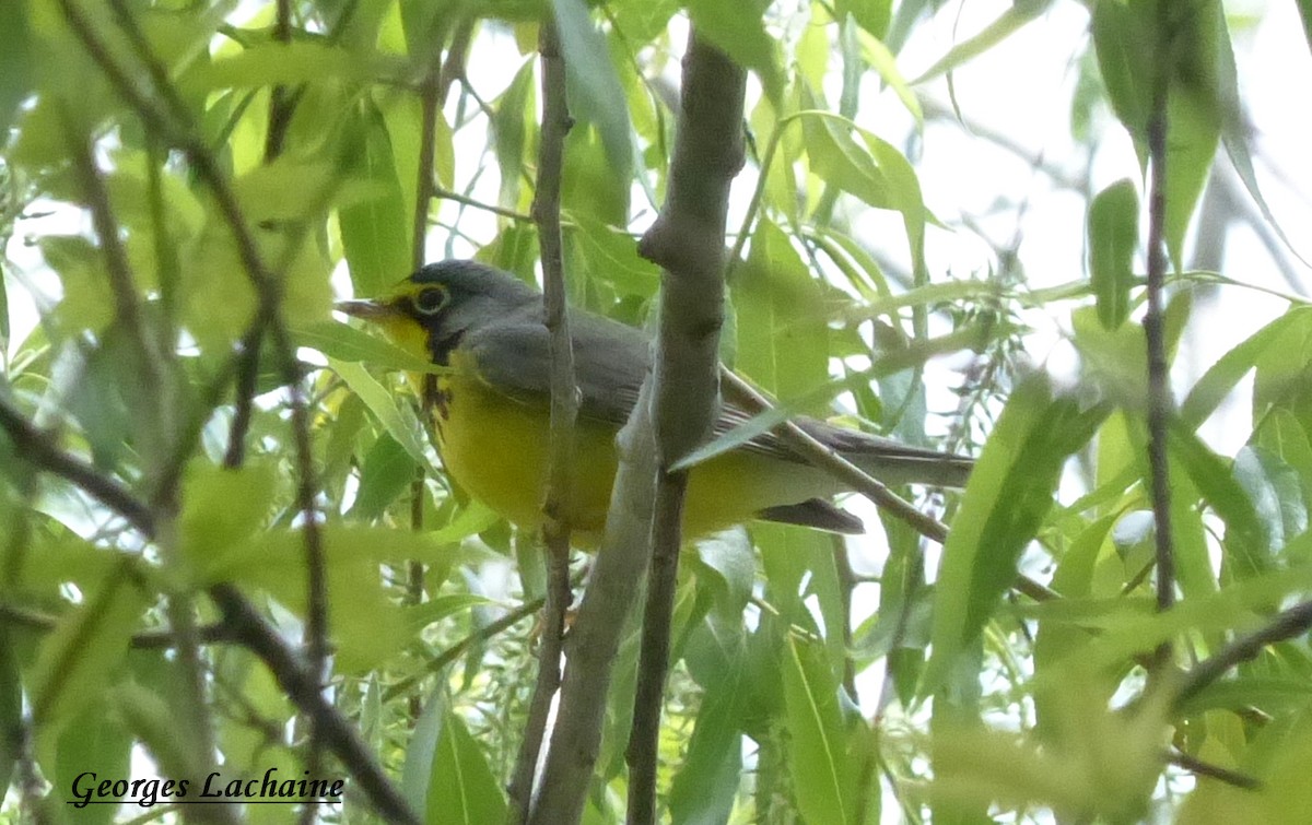 Canada Warbler - ML161248651