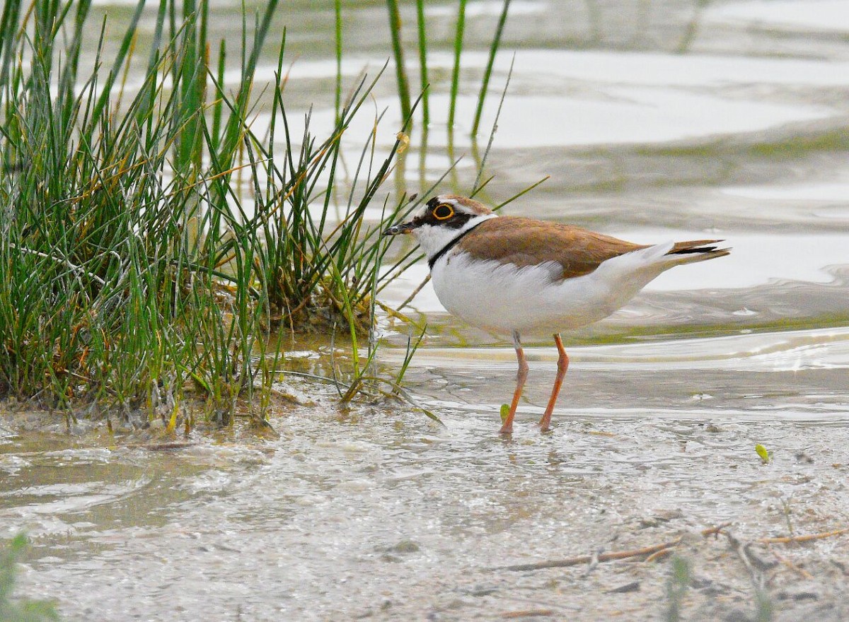 Little Ringed Plover - Ashkan Shirvani