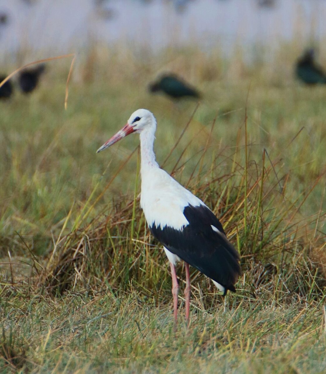 Cigogne blanche - ML161249481