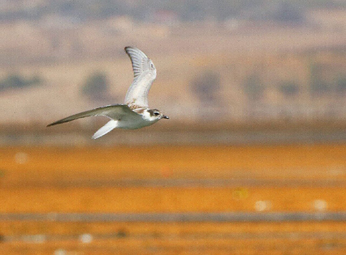 Common Tern - Ashkan Shirvani