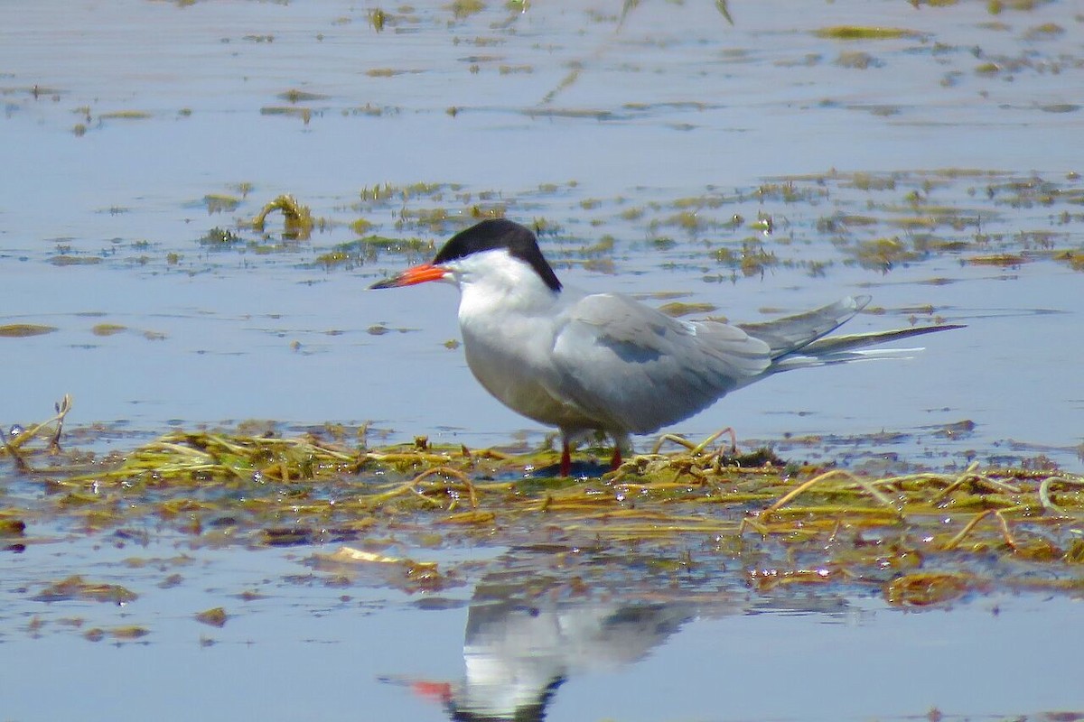 Common Tern - ML161250621