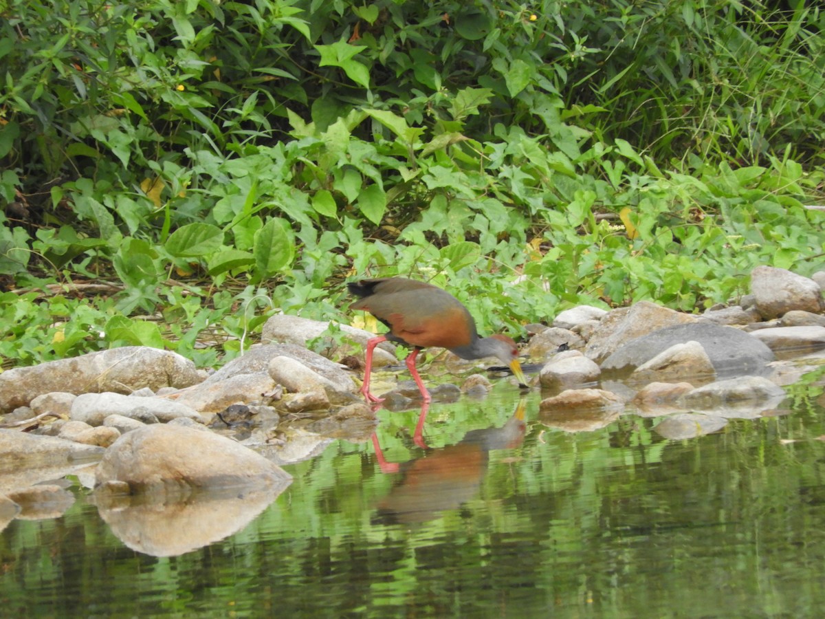 Russet-naped Wood-Rail - ML161252651