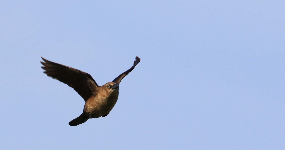 Boat-tailed Grackle - ML161254951