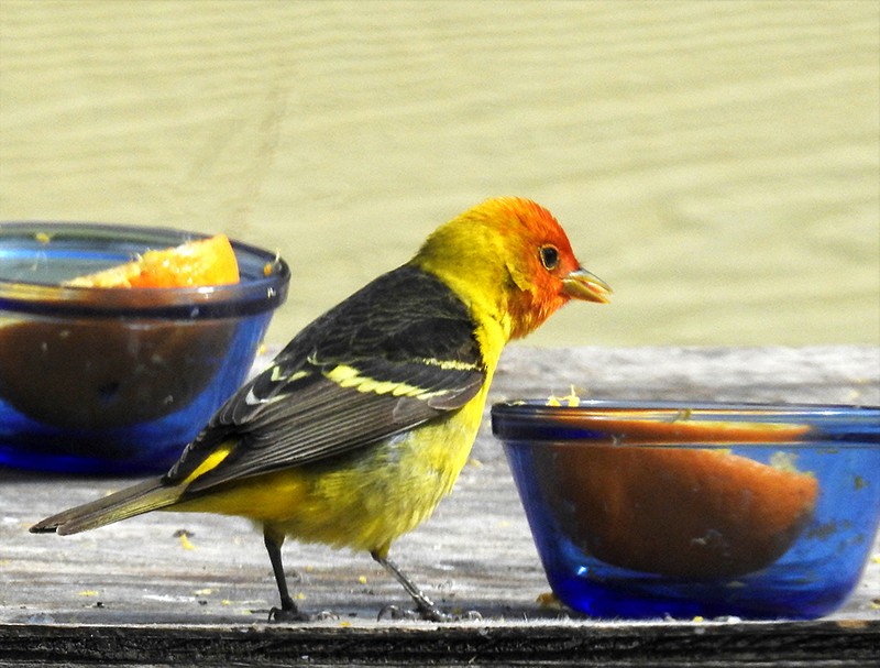 Western Tanager - ML161255981