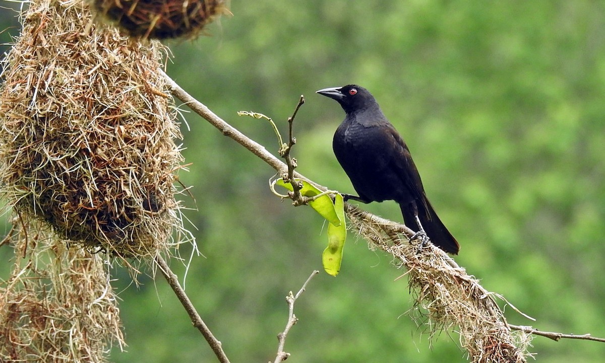 Giant Cowbird - ML161256341