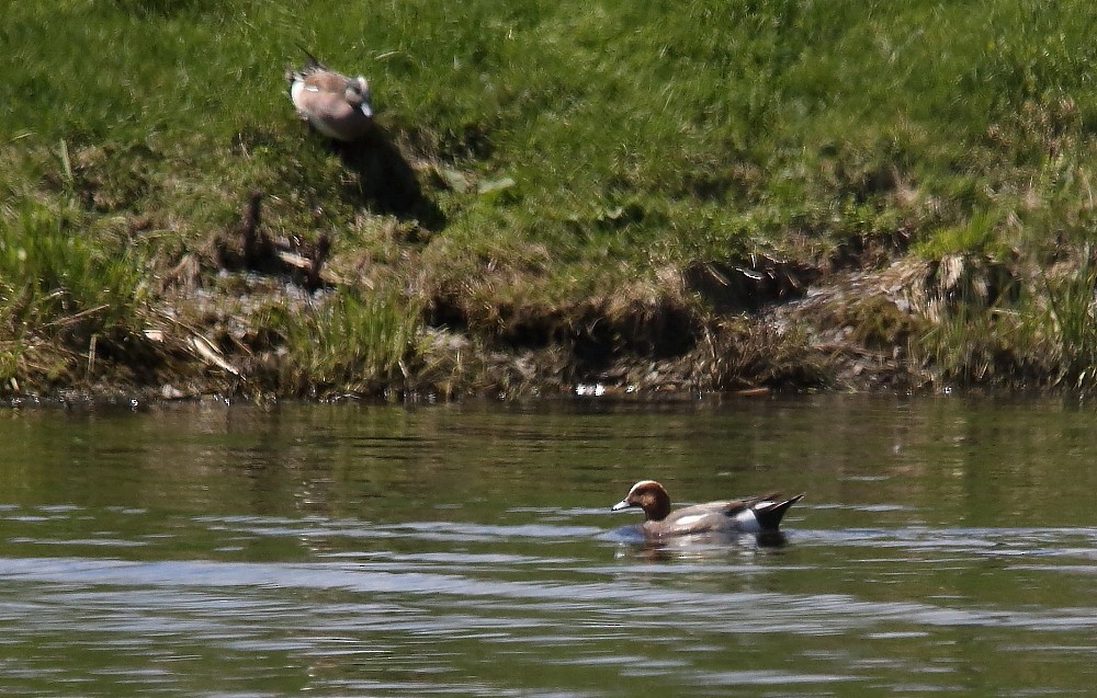 Eurasian Wigeon - ML161256831