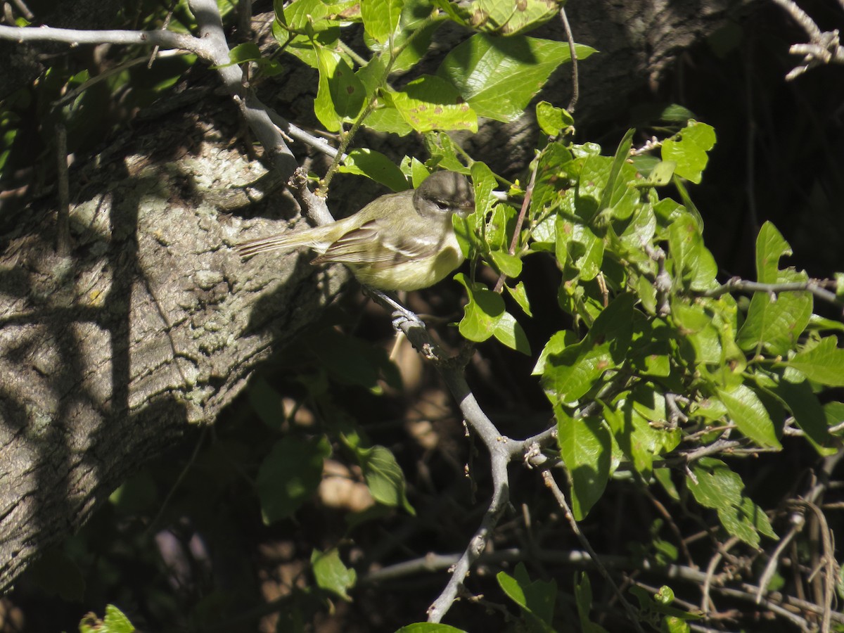 Bell's Vireo - Gabriel Gonzalez