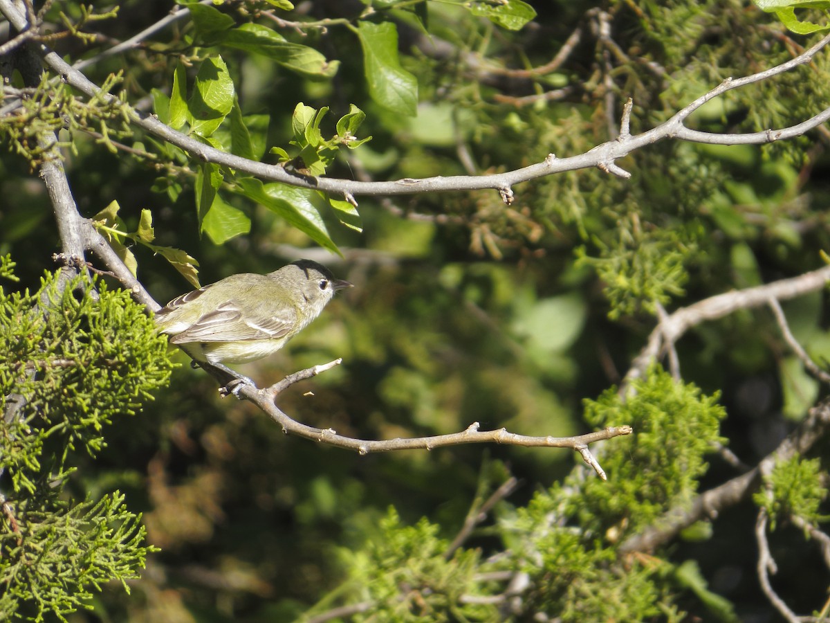 Bell's Vireo - Gabriel Gonzalez