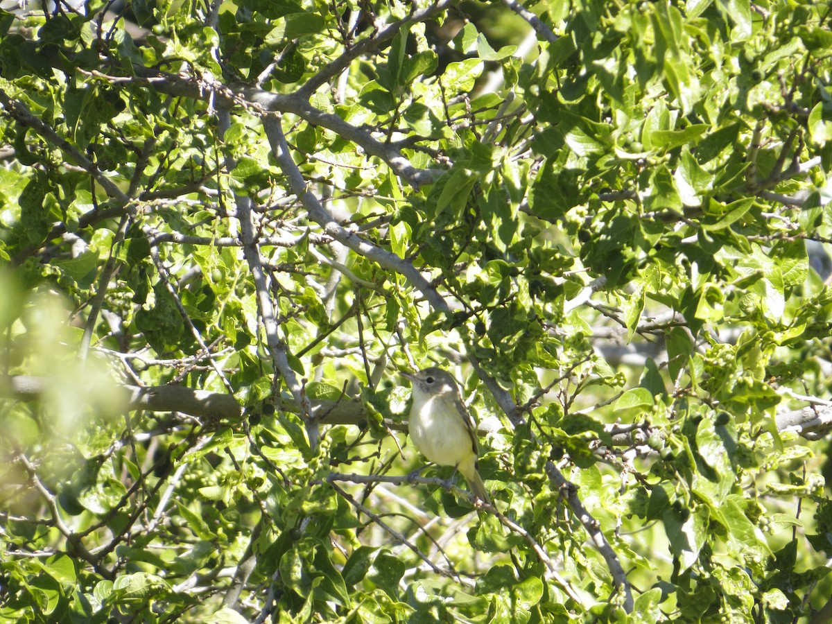 Bell's Vireo - Gabriel Gonzalez