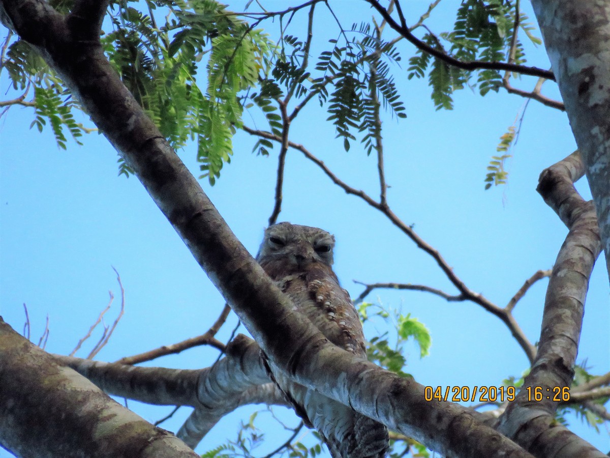 Great Potoo - ML161260241