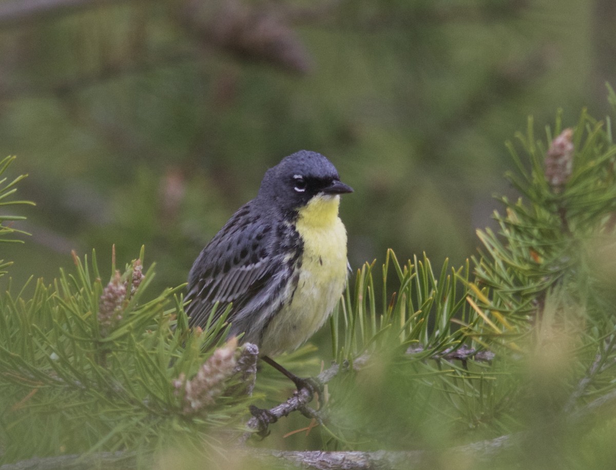 Kirtland's Warbler - Alec Olivier