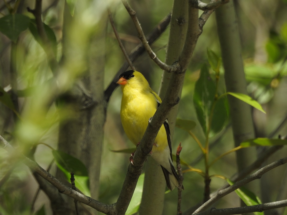 American Goldfinch - ML161264231