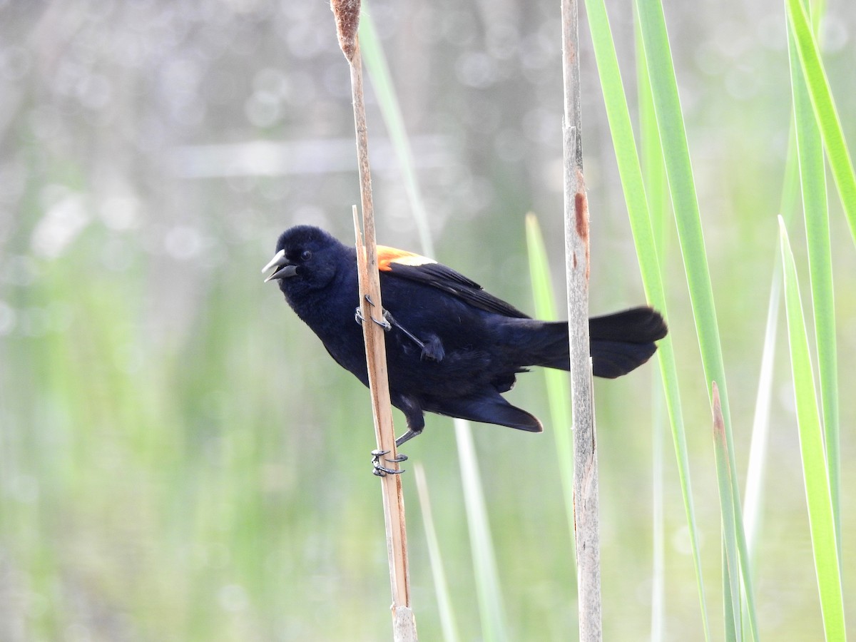 Red-winged Blackbird - ML161264341