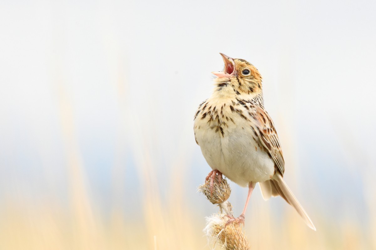 Baird's Sparrow - ML161264781