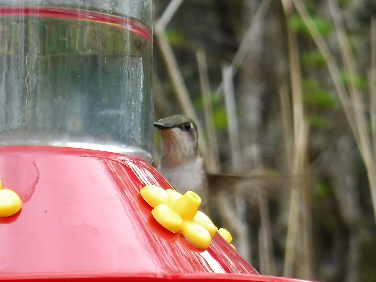 Ruby-throated Hummingbird - ML161266351