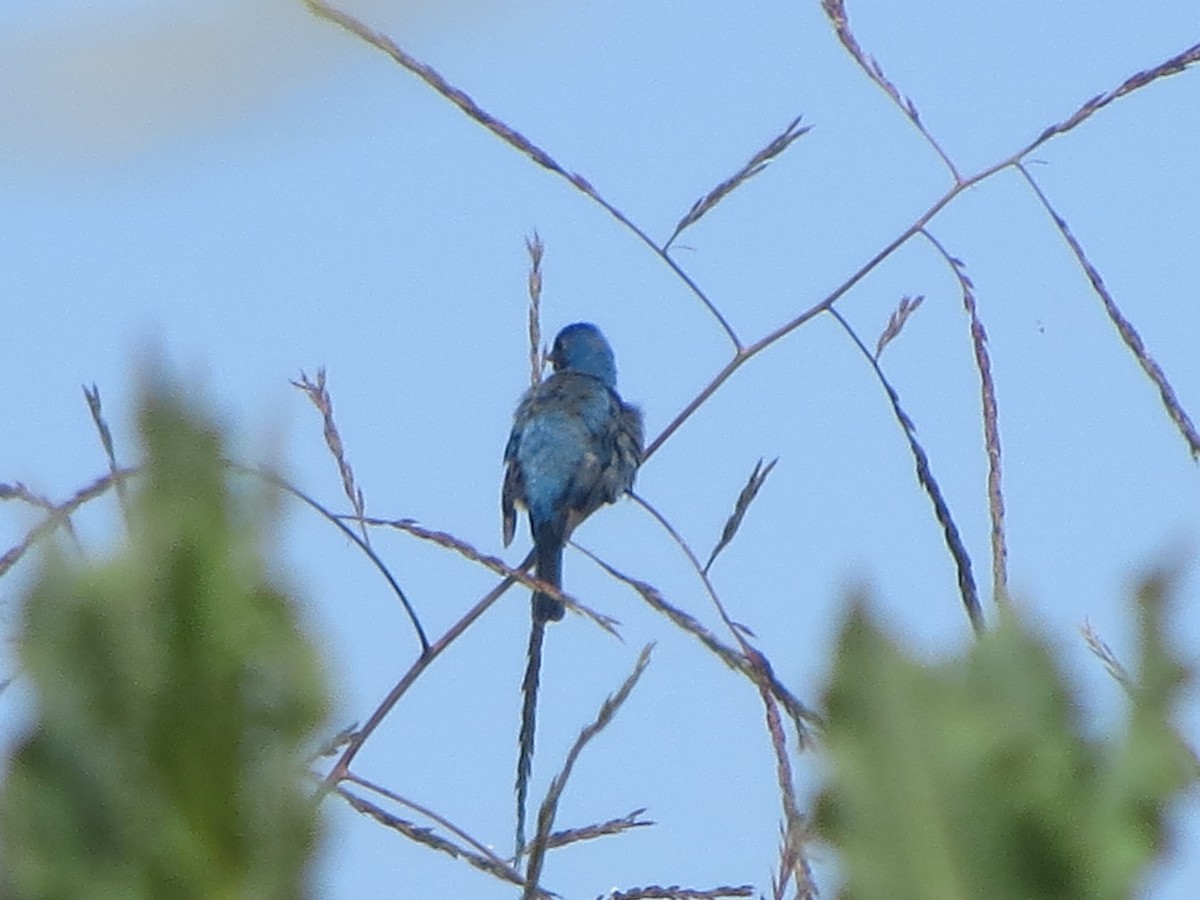 Indigo Bunting - brian ibenthal