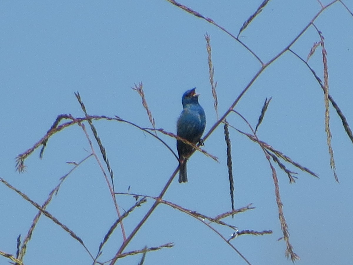 Indigo Bunting - ML161267651