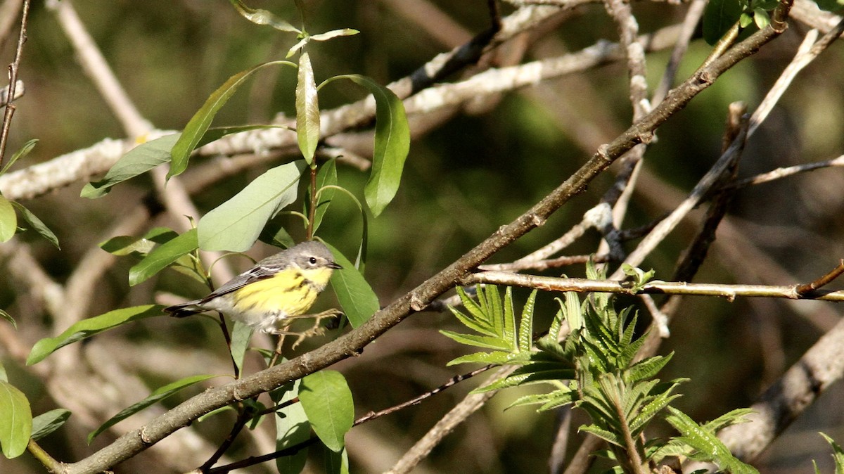 Magnolia Warbler - ML161268641