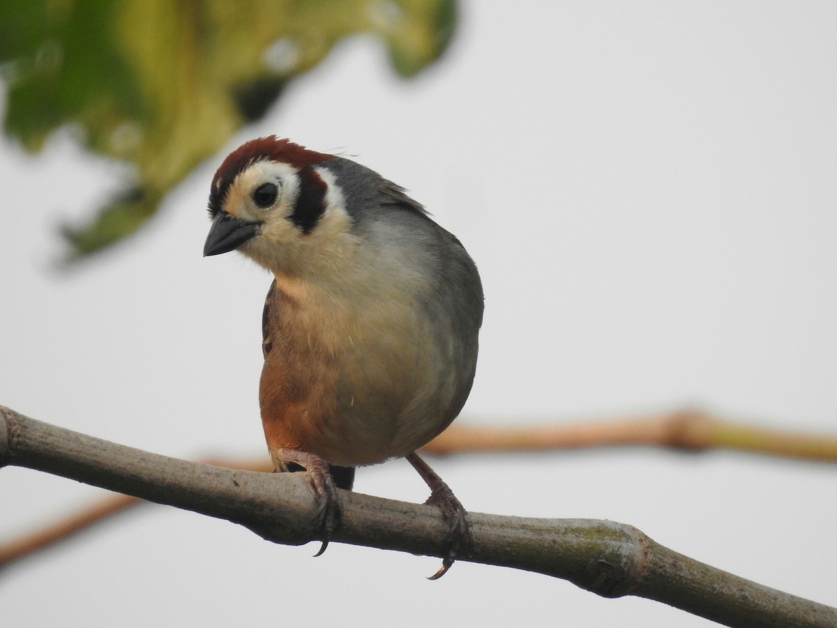 White-faced Ground-Sparrow - ML161270551