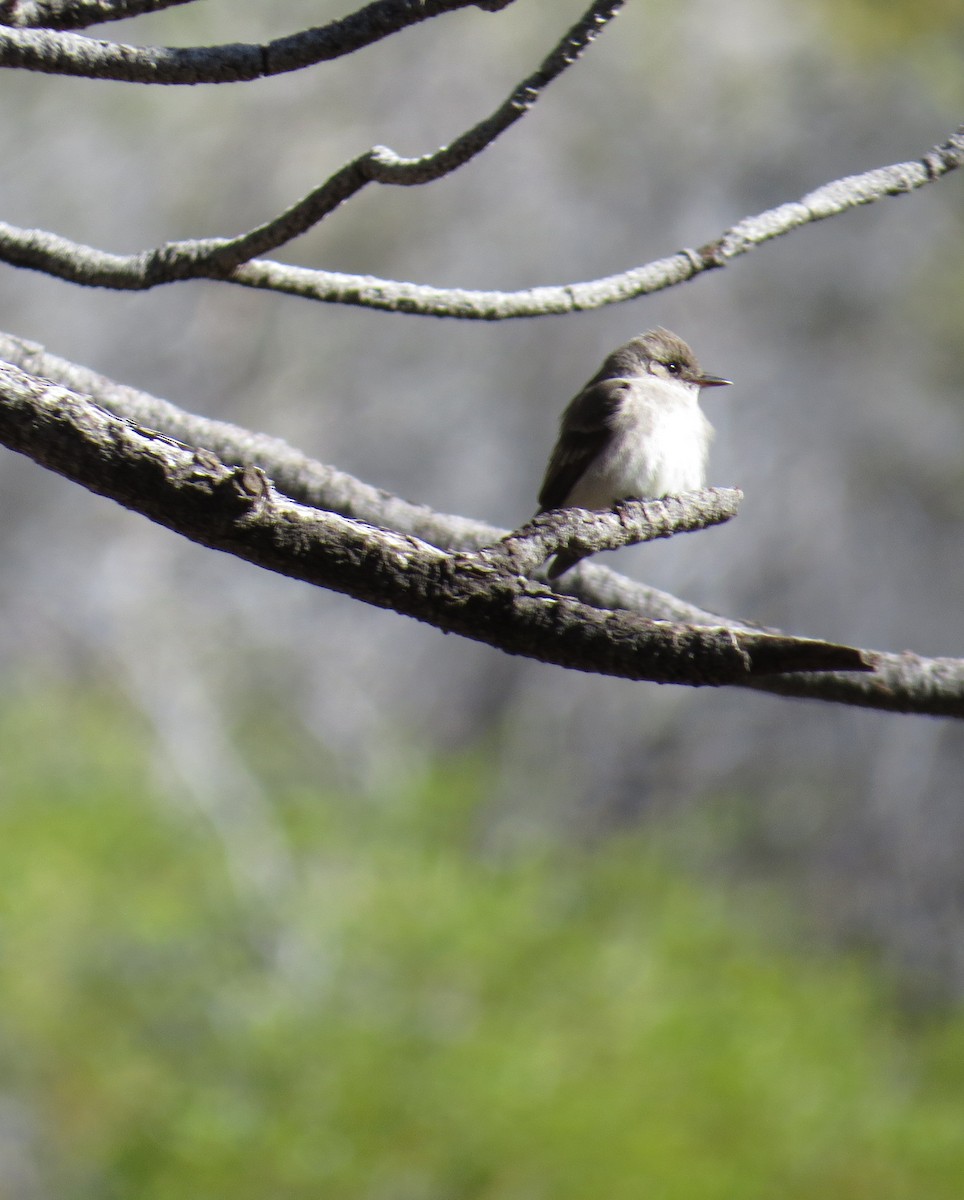 Western Wood-Pewee - ML161270841