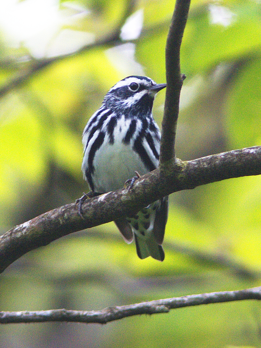 Black-and-white Warbler - ML161270911