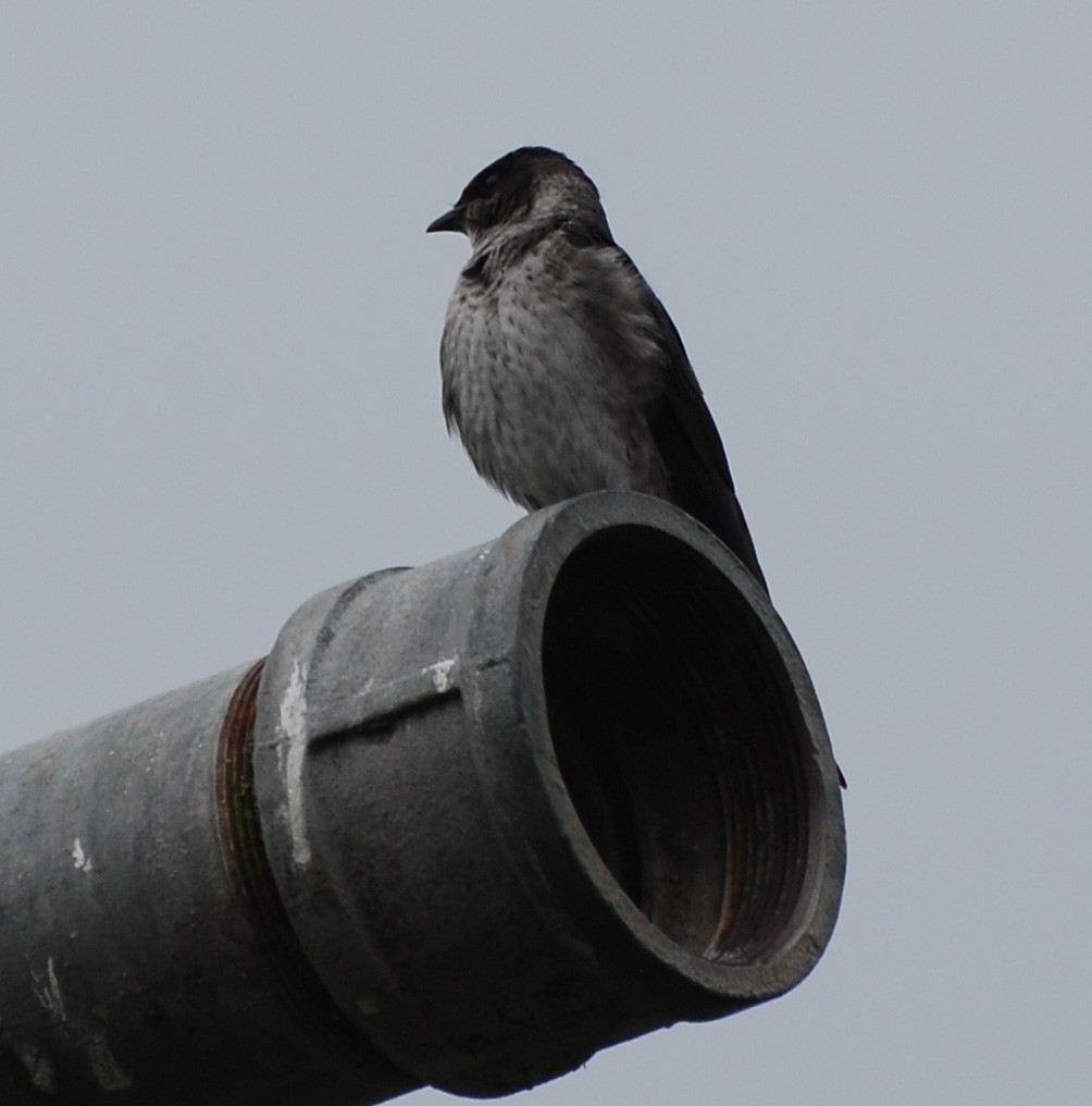 jiřička modrolesklá - ML161271891