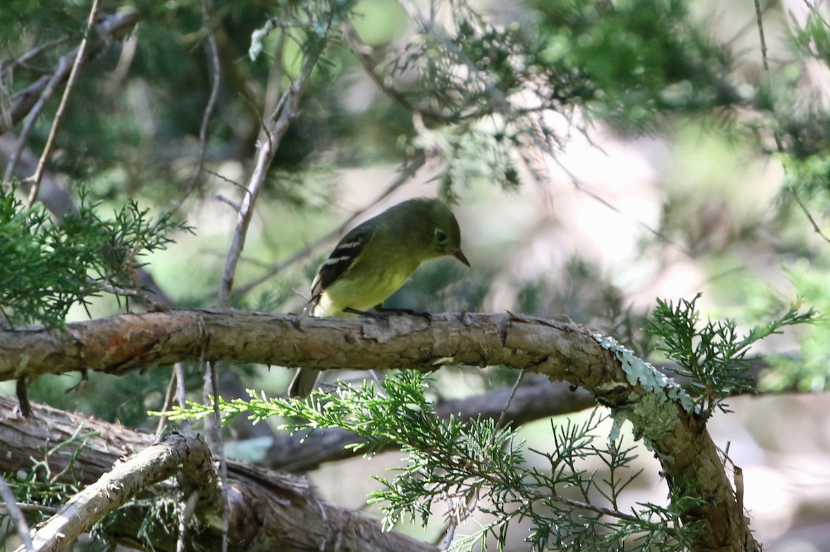 Yellow-bellied Flycatcher - ML161274441