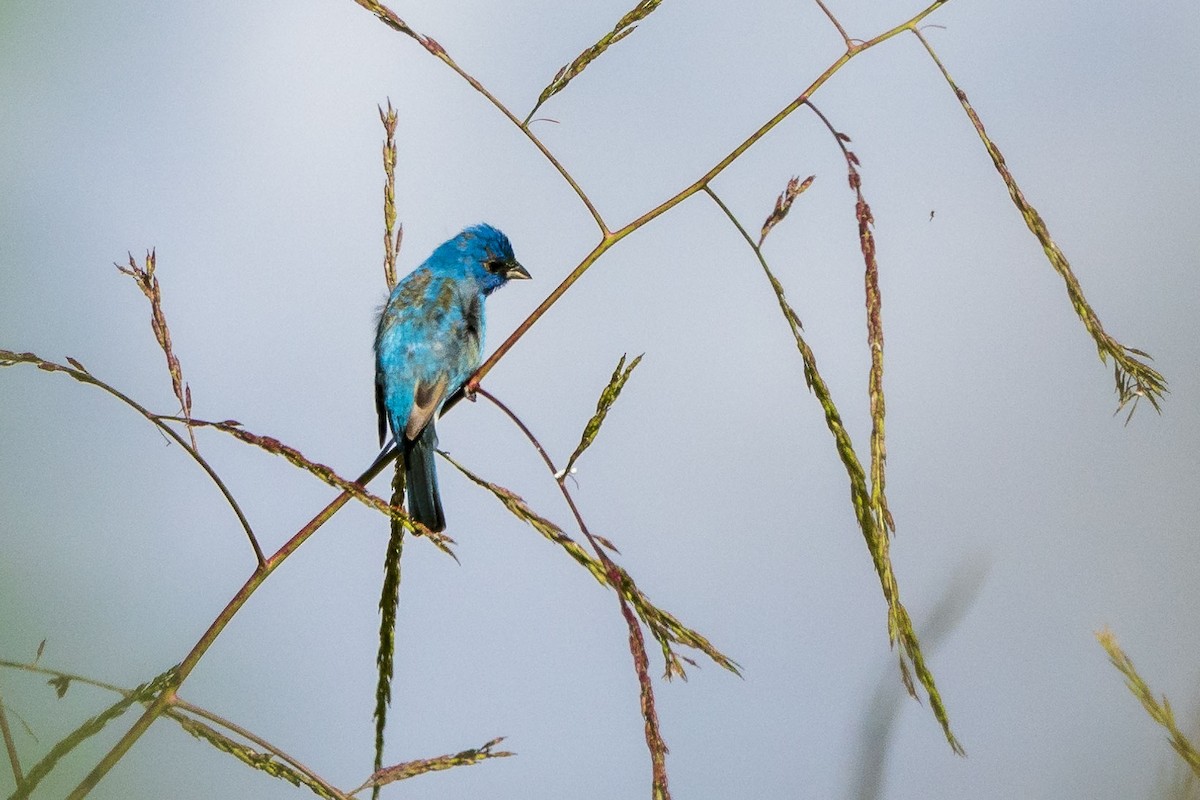 Indigo Bunting - ML161275131