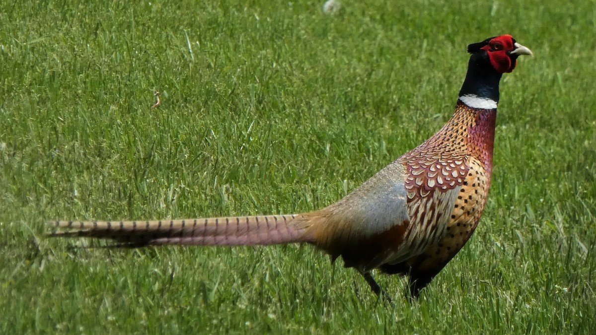 Зэрлэг гургуул - ML161275331